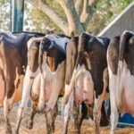 Productores uruguayos piden que el INALE sea más promotor 2 Productores uruguayos piden que el INALE sea más promotor