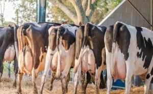 Productores uruguayos piden que el INALE sea más promotor