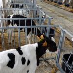 Profesionalizar la recria clave para mayor rentabilidad en la lecheria gallega