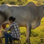 Récord en Arauca 80 días con leche completa a $2.100 en Colombia
