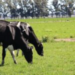 Uruguay lidera el Mercosur con la mayor suba en el precio de la leche al productor