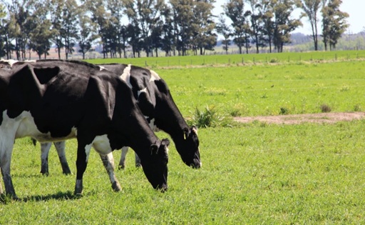Uruguay lidera el Mercosur con la mayor suba en el precio de la leche al productor