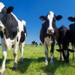 Uruguay logra récord histórico en ingresos lácteos 1 Uruguay logra récord histórico en ingresos lácteos