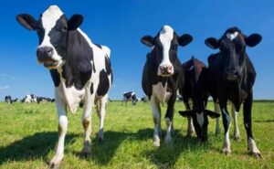 Uruguay logra récord histórico en ingresos lácteos