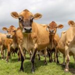 Vacas de Nepal producen poca leche la sorprendente solución llega desde una isla a 8.000 kilómetros