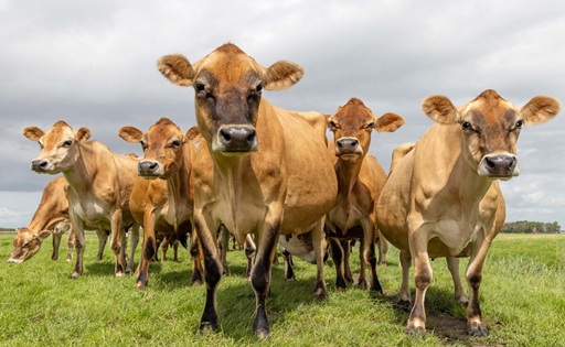 Vacas de Nepal producen poca leche la sorprendente solución llega desde una isla a 8.000 kilómetros