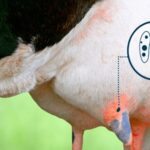 Vacuna argentina promete cortar la mastitis bovina y dar impulso a la lechería