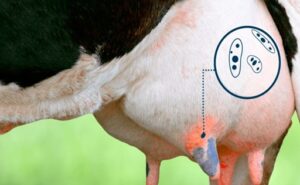 Vacuna argentina promete cortar la mastitis bovina y dar impulso a la lechería
