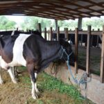 A causa de la crisis, cierran 117 lecherías en Santa Cruz