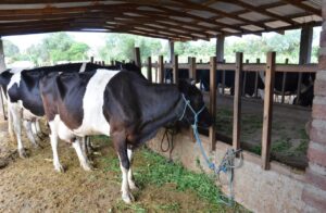 A causa de la crisis, cierran 117 lecherías en Santa Cruz