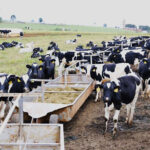 Brasil importa leche pese a tener producción suficiente