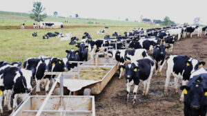 Brasil importa leche pese a tener producción suficiente