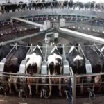 Brasil marca récord producción de leche crece 10,3% en el trimestre