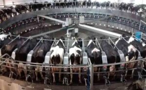Brasil marca récord producción de leche crece 10,3% en el trimestre