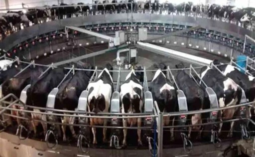 Brasil marca récord producción de leche crece 10,3% en el trimestre