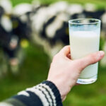 Chile: sube la recepción de leche, pero el precio al productor sigue igual 1 Chile sube la recepción de leche, pero el precio al productor sigue igual