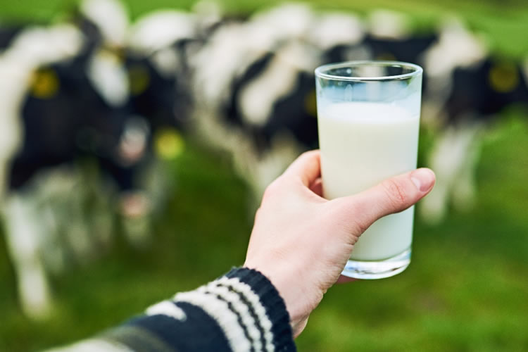 Chile sube la recepción de leche, pero el precio al productor sigue igual