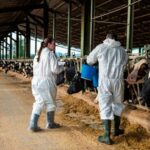 España refuerza la vacunación por brote de dermatosis nodular 1 Dermatosis nodular España