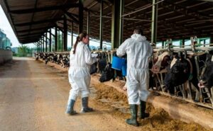 Dermatosis nodular España