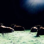 Doble alerta sanitaria en León: dermatosis nodular y gripe aviar amenazan a las granjas 2 Doble alerta sanitaria en León dermatosis nodular y gripe aviar amenazan a las granjas