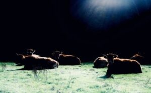 Doble alerta sanitaria en León dermatosis nodular y gripe aviar amenazan a las granjas