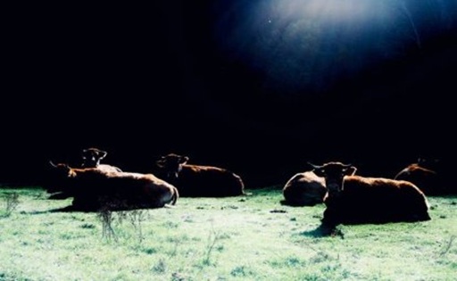 Doble alerta sanitaria en León dermatosis nodular y gripe aviar amenazan a las granjas