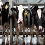 EE.UU. dispara producción y exportación de lácteo