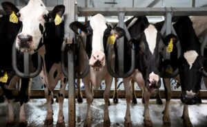 EE.UU. dispara producción y exportación de lácteo