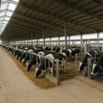 EE.UU. reducirá su producción de leche ecológica un 3,1 % en 2025