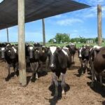 El calor reduce volumen y calidad de la leche, advierte especialista 1 El calor reduce volumen y calidad de la leche, advierte especialista