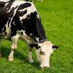 El mercado lácteo global sigue con sobreoferta