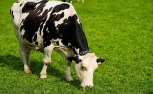 El mercado lácteo global sigue con sobreoferta