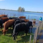 Inundaciones en Buenos Aires ponen en jaque a productores lecheros