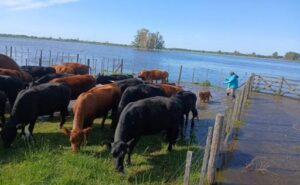 Inundaciones en Buenos Aires ponen en jaque a productores lecheros