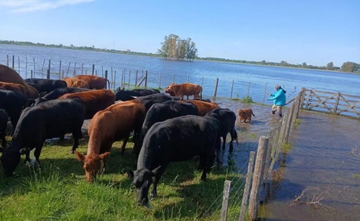 Inundaciones en Buenos Aires ponen en jaque a productores lecheros
