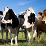 Jersey vs Holstein: las dos razas que marcan la genética lechera 1 Jersey vs Holstein las dos razas que marcan la genética lechera