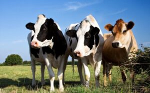 Jersey vs Holstein las dos razas que marcan la genética lechera