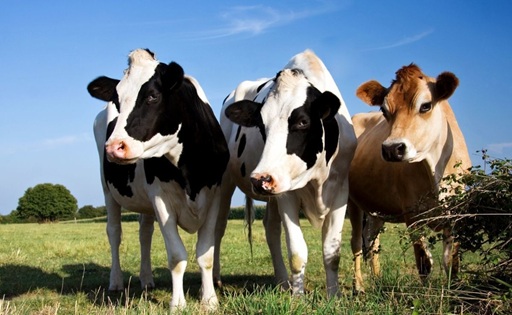 Jersey vs Holstein las dos razas que marcan la genética lechera