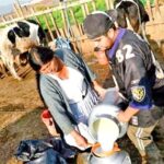 La producción de leche en Bolivia se desploma un 30% 1 La producción de leche en Bolivia se desploma un 30%