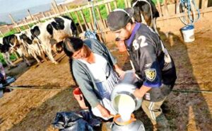 La producción de leche en Bolivia se desploma un 30%