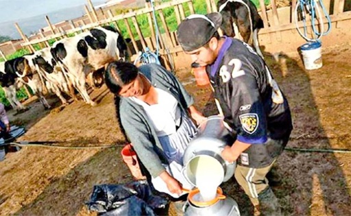 La producción de leche en Bolivia se desploma un 30%