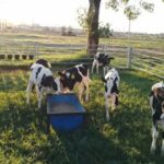 Las importaciones amenazan la producción y el empleo en la cuenca lechera de Santa Fe