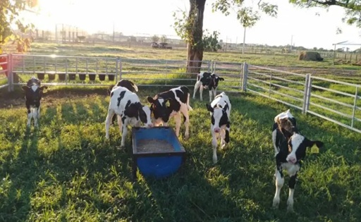 Las importaciones amenazan la producción y el empleo en la cuenca lechera de Santa Fe