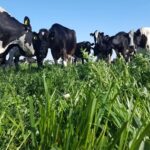 Leche A2 nueva apuesta de la lechería argentina