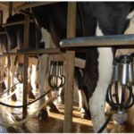 Leche al productor alertan ajuste para 2026