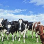 Panorama global NZ crece, Europa cae y Sudamérica avanza