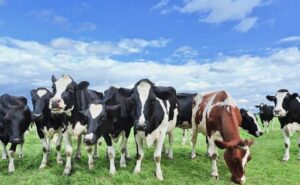 Panorama global NZ crece, Europa cae y Sudamérica avanza