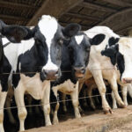 Panorama global de la industria láctea Oceanía, Europa y Sudamérica