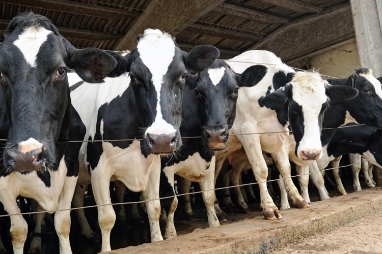 Panorama global de la industria láctea Oceanía, Europa y Sudamérica