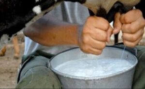 Perú suspende exigencias microbiológicas de la leche